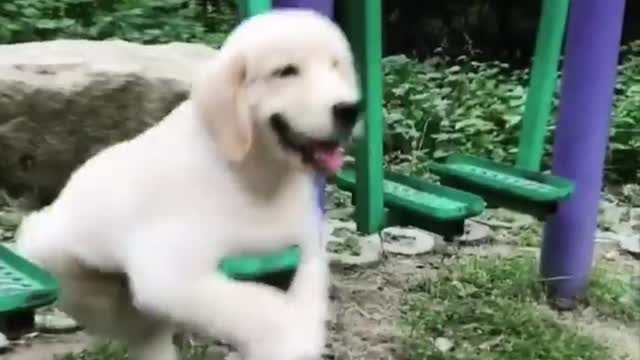 Funny cute baby DOG Videos