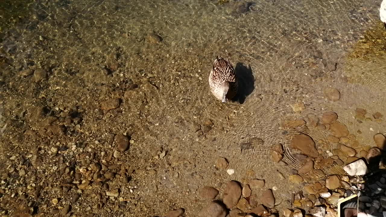 nature in Japan