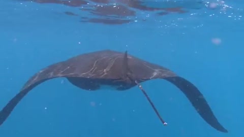 Can I get a like cause I had to swim really fast to keep up with this guy!