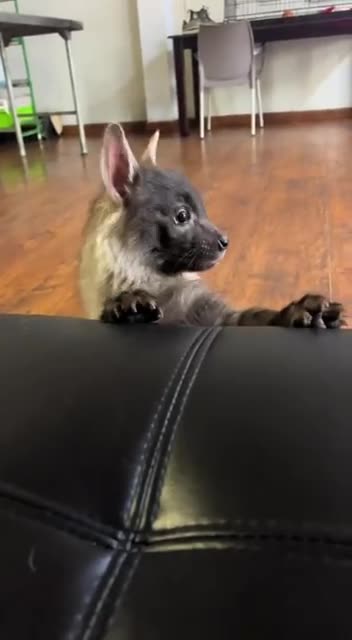 Brown hyena cub as pet