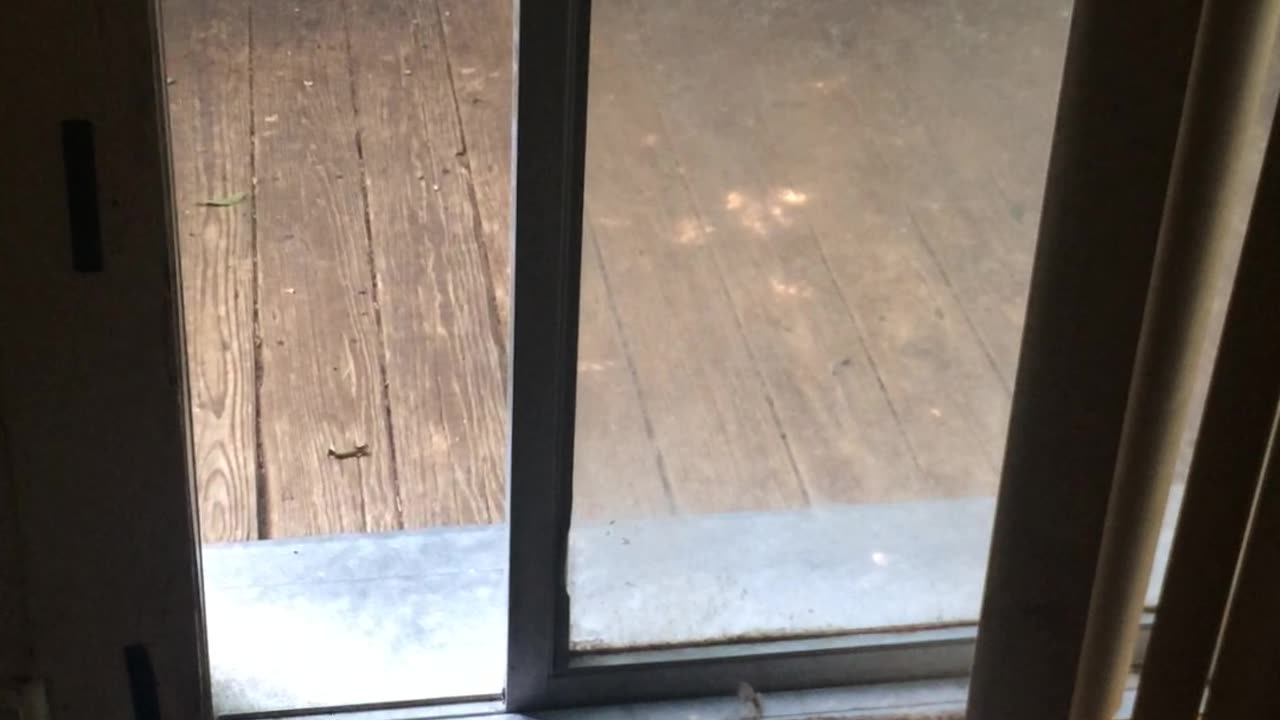 German Shepherd Opens the Door For Her Friends