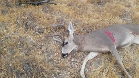 2021 California deer hunt