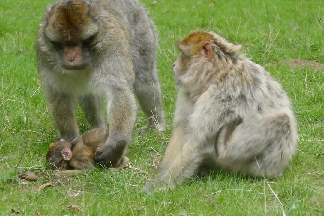 monkey father fell in love with his child