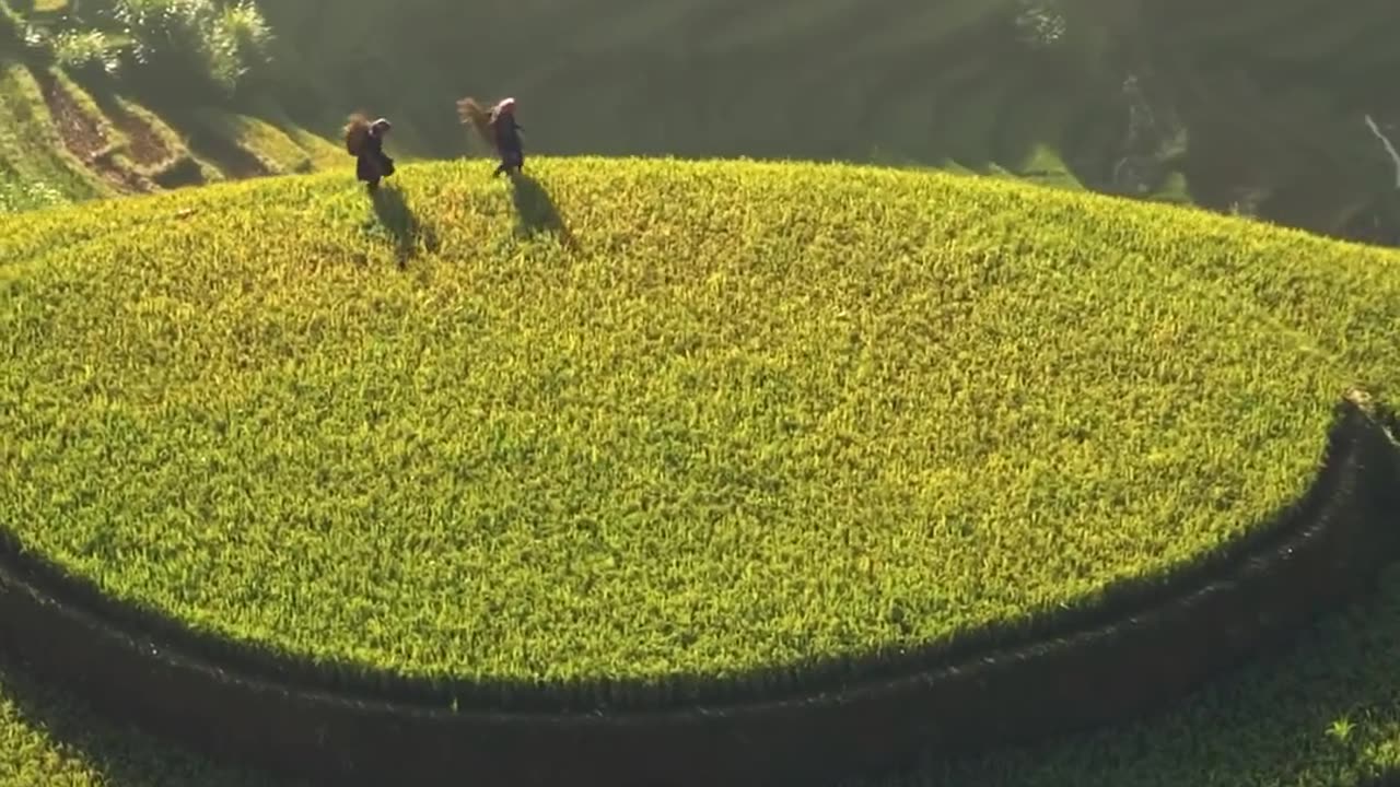 These incredible rice terraces look like a spaceship landing pad🇻🇳