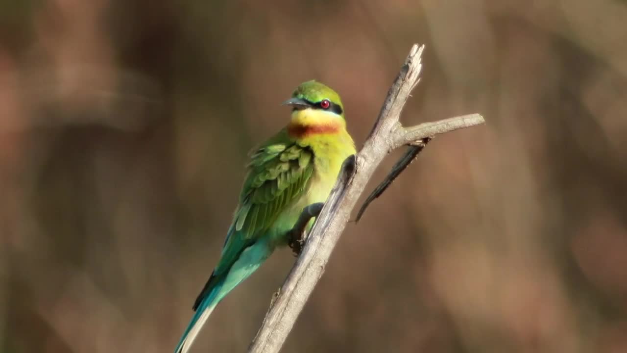 Colorful bird on a small branch