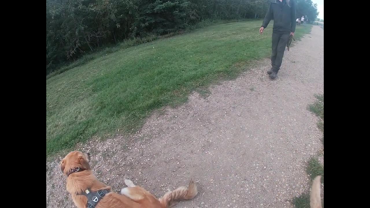 Two 9 Month Old Kengal/Šarplaninac Ladies At A Local Park.