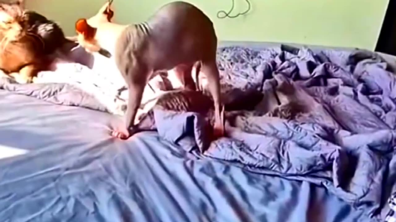 Funny animal cat and dog