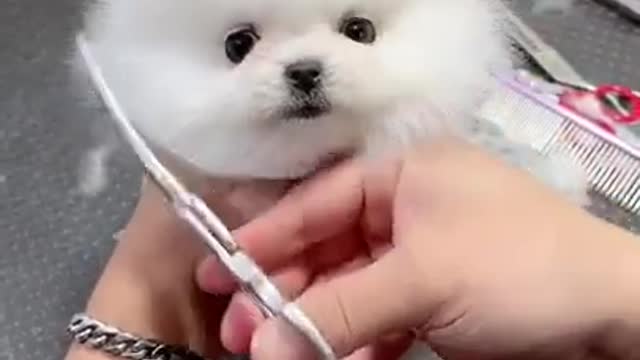 Mini Cute Pomeranian Boo Dogs Funny Tiktok Videos 2022