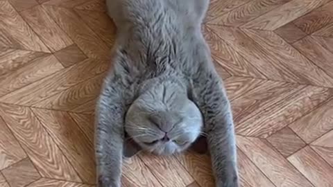 funny cat