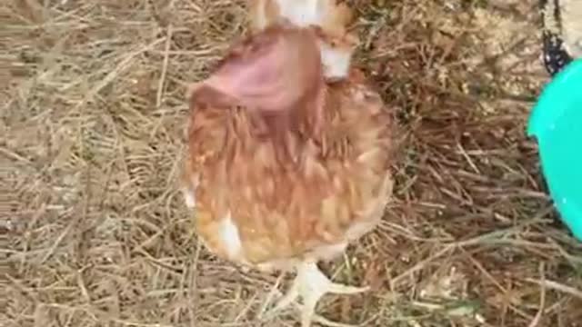 Amanda Grace Talks..Jingles the Chickens Journey to Amanda's Sanctuary