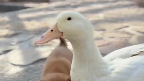 Dog and duck playing