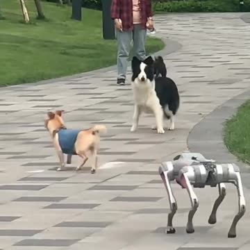 How dogs react to robot dogs in South Korea.