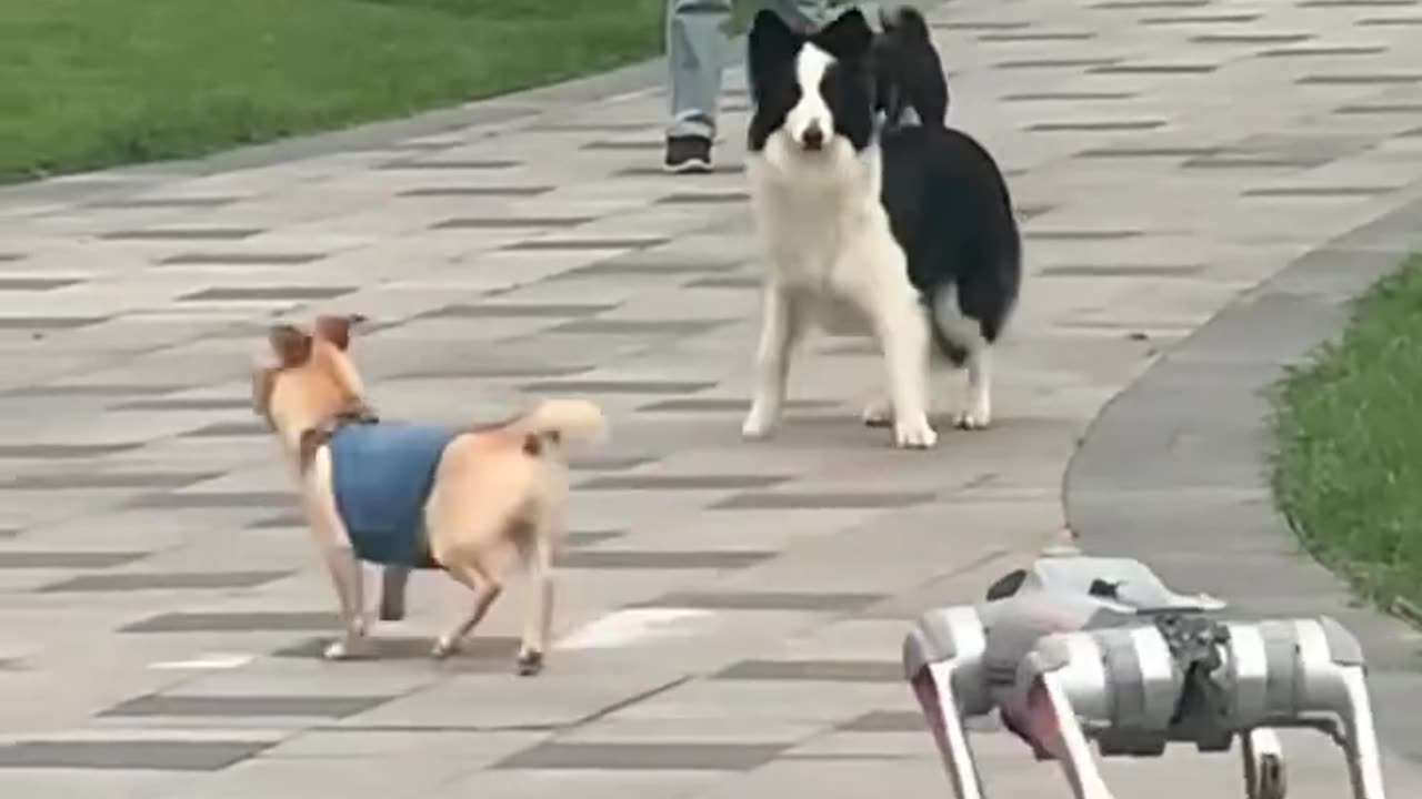 How dogs react to robot dogs in South Korea.