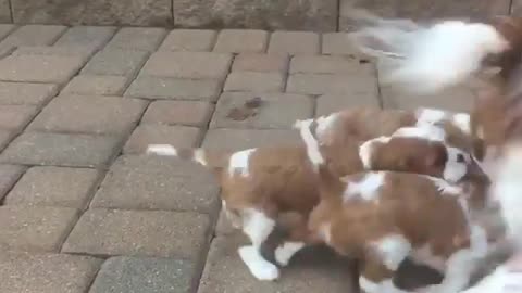 cute dog videos