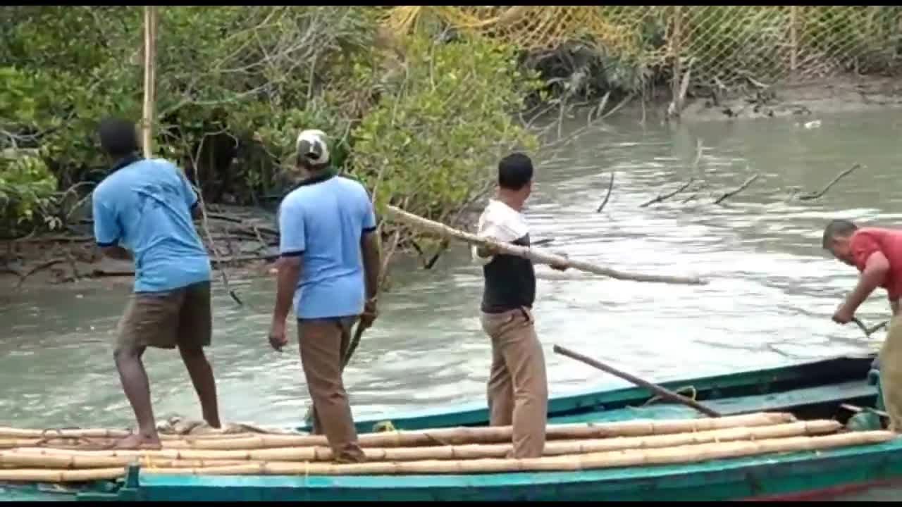 Sundarban tiger