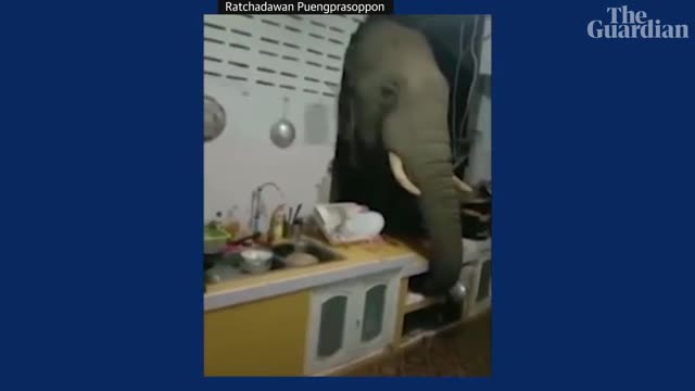 Elephant breaks into kitchen in Thailand looking for snacks