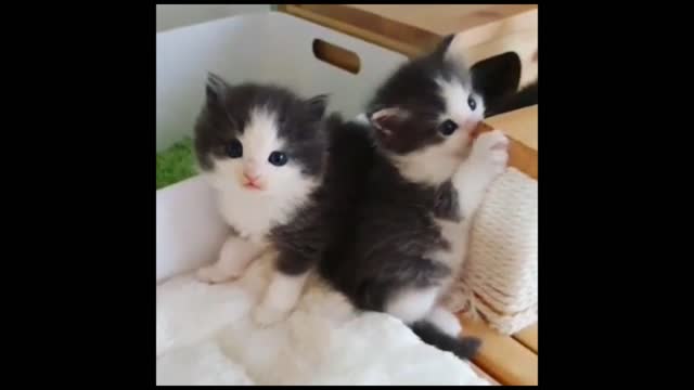 Black And White Cats Looking Right at You