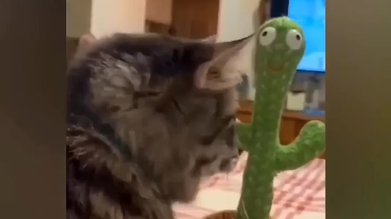 Funny cats videos