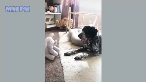 funny dog video 2021|compilation|puppies #1|TFK