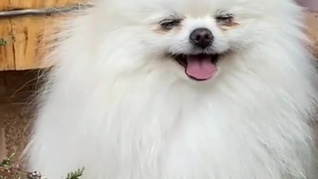 Cutest and funniest puppies short video _ #shorts _ Cutest puppies