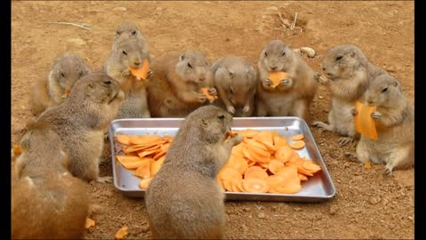 Belyashik's friends eat carrots