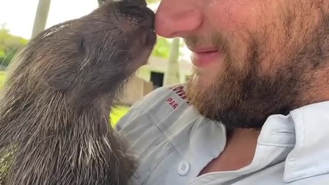 Porcupine Kisses Are The BEST! This video was taken