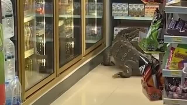 Funny animal fails.. Do not laugh challenge...