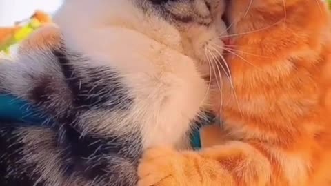 cute couple cats