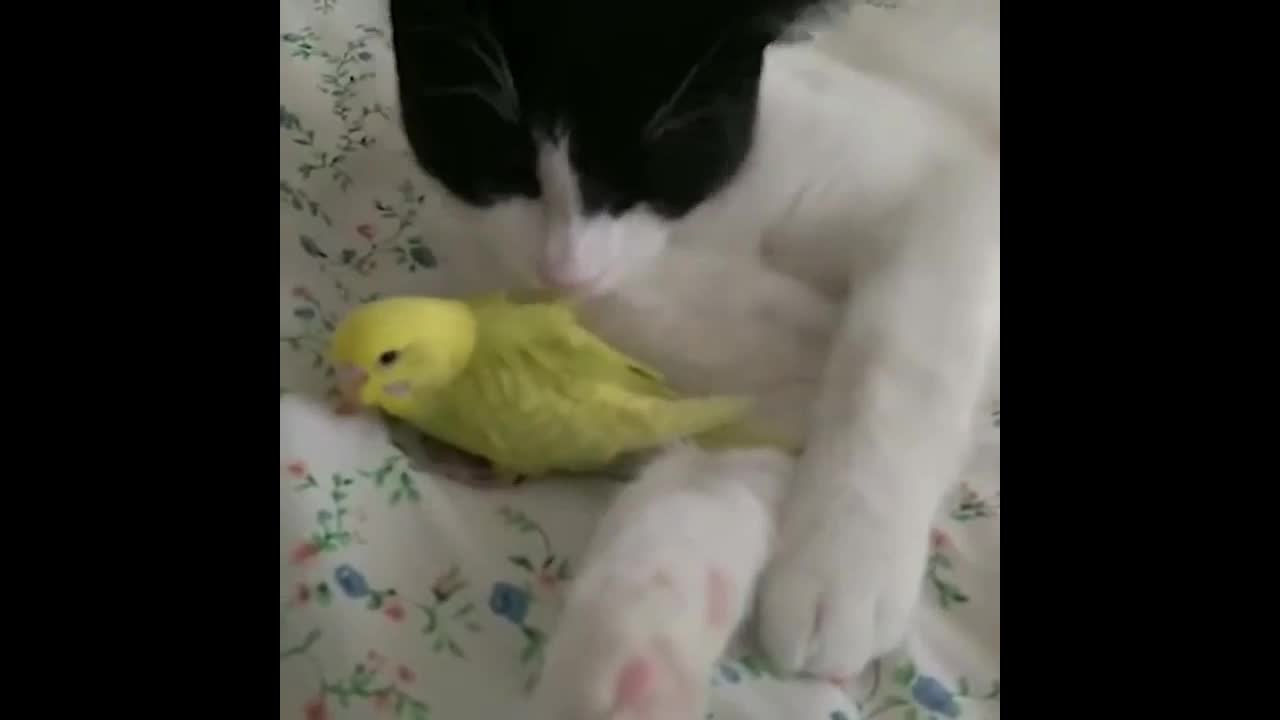 cats and birds. Funny compilatio video