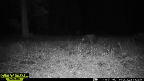 Black bear near Big Bear CA. Tactacam cell trailcam