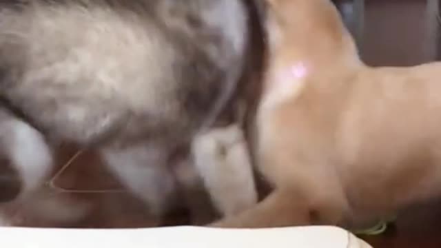 This cat is old fashioned, he overwhelmed 2 dogs