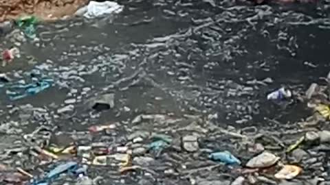 Man Swims Through Rubbish