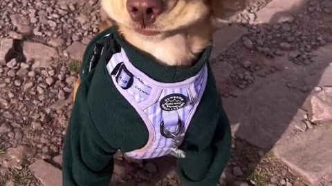 Cute Dog Video