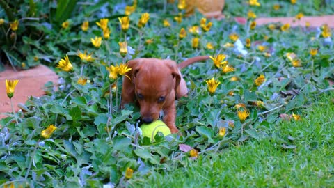 A Person With A Cute Baby Brown Puppy Playing With A Tennis Ball On A Flower Bed In The Gardens