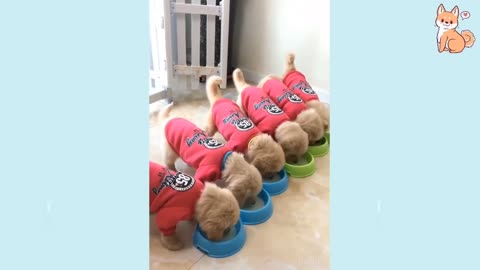 Cute tiny puppy and dogs funny habits compilation ▶7