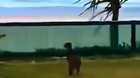 Funny Animals Video