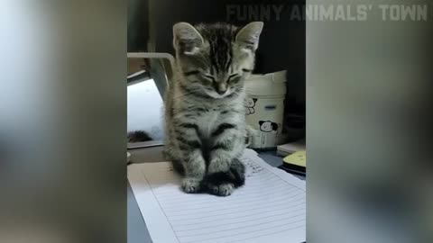 Funny animals and their behaviours