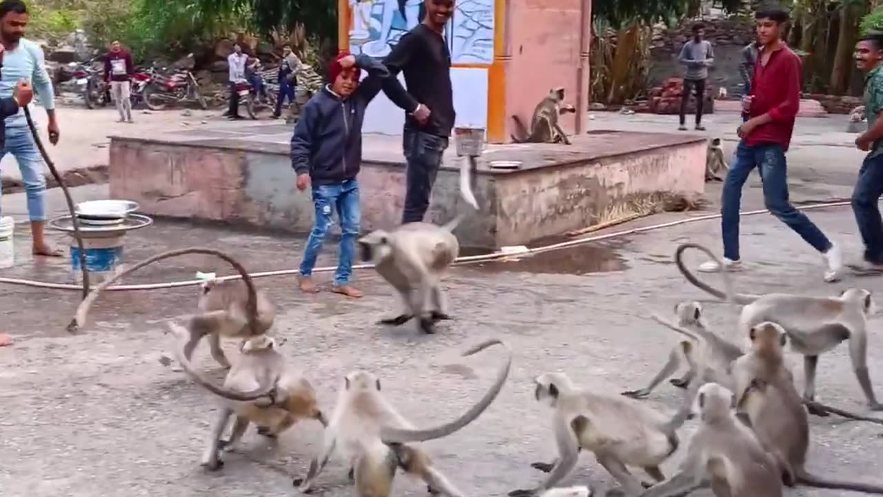 Monkey eating 😂😂 animal video