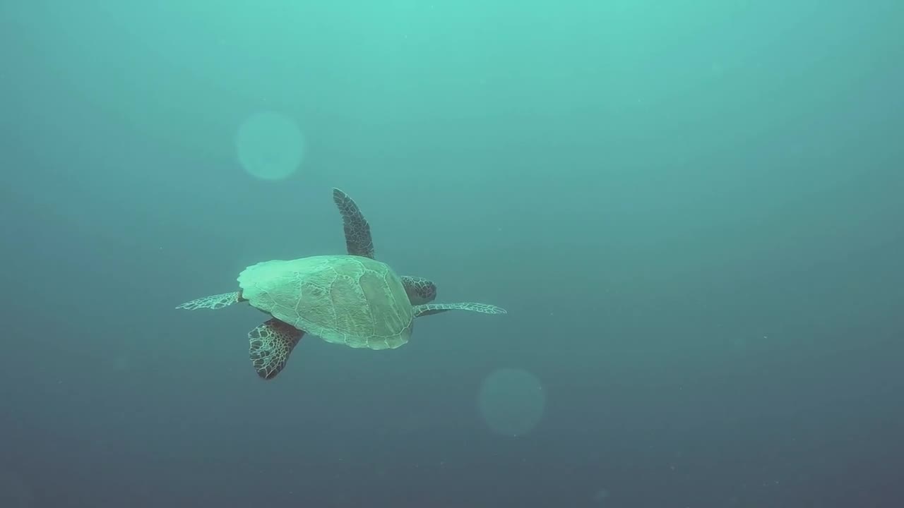 Sea Turtle - 19052