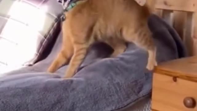 Cute and Funny Cat Videos Compilation - PART 19