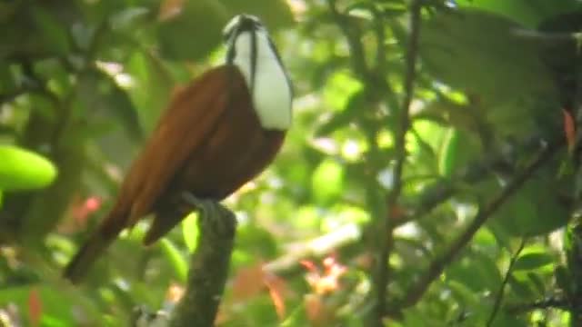 The mysterious bird that lives in Colombia (three bells).