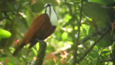 The mysterious bird that lives in Colombia (three bells).