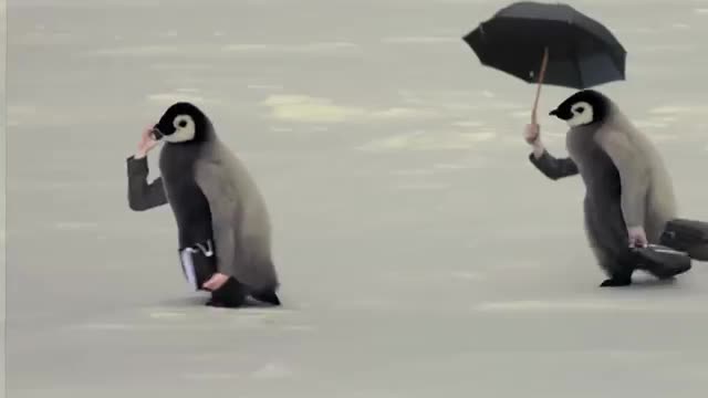Birds with arms | curlykidlife