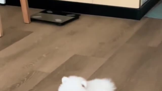 A rotten puppy