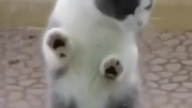 Hilarious Paws - Try Not to Laugh Animal Videos