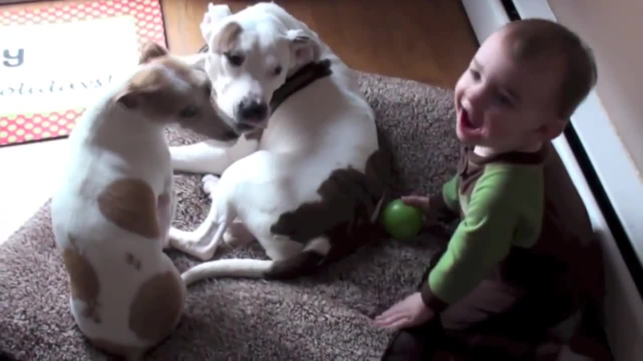 Funny cute dogs and kids