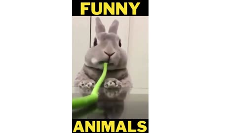 SUPER FUNNY SUPER CUTE ANIMALS//MUST WATCH!!!