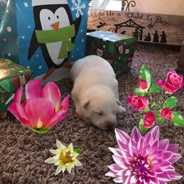 Pure White Siberian Husky puppy for Christmas 2020