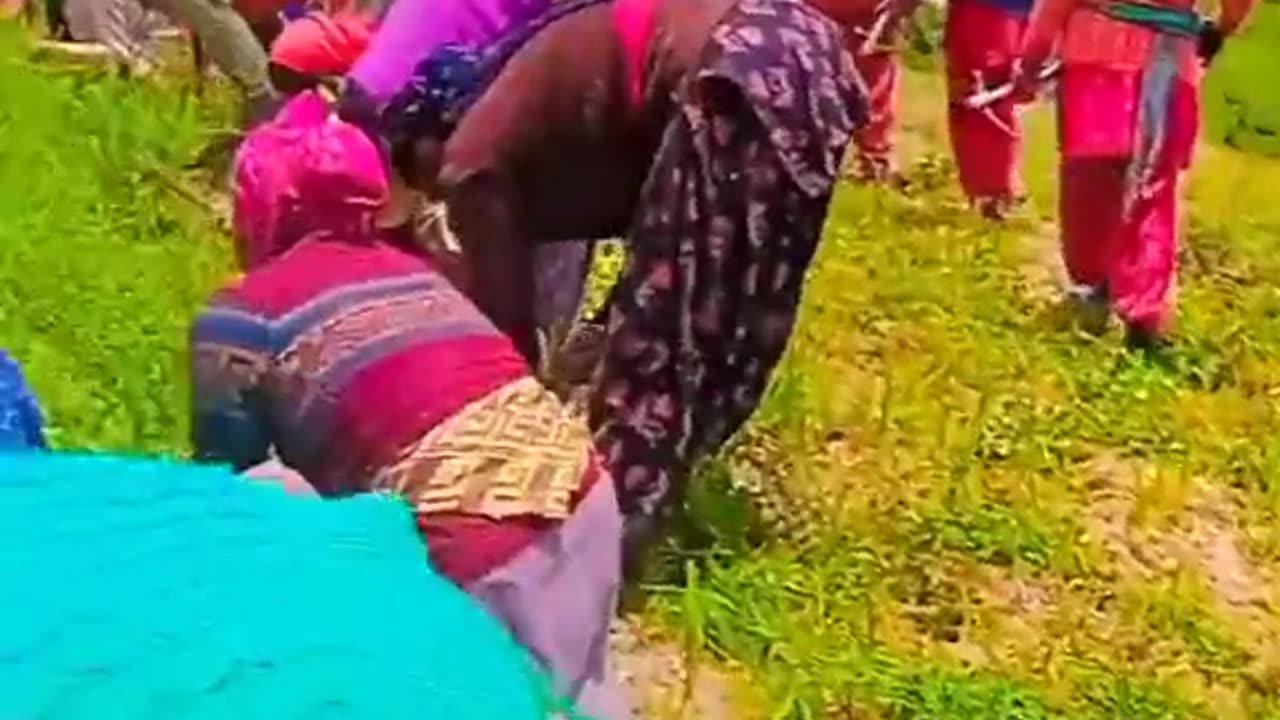 Kashmiri work in field