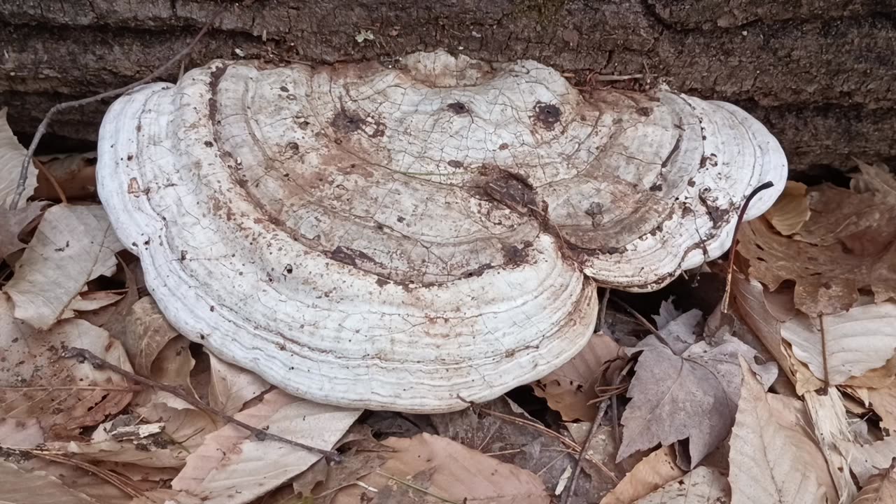 Mushroom